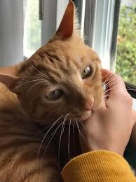 Mine Adli Kullanicinin Ted Panosundaki Pin Kedi