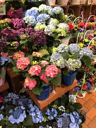 Maybe you would like to learn more about one of these? Wegmans Bring Springtime Bloom To Any Room Our Gorgeous Facebook