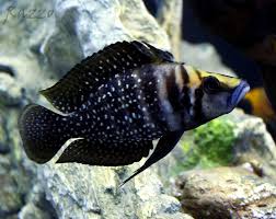 Pin On Fish
