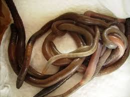 Qui n'ont pas essayé des parfums fraise directement avec la ferme des bleuets lors de la collecte. Pin On Recettes