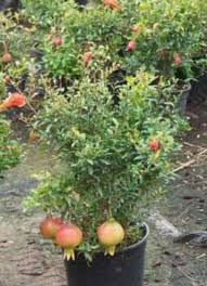 February 18, 2020 buah, herba, pokok herba no comments. Pokok Delima Iran Kembali Alisha Alif Enterprise Facebook