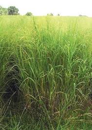 Stays green even in heavy snow. Switchgrass Roundstone Native Seed Company