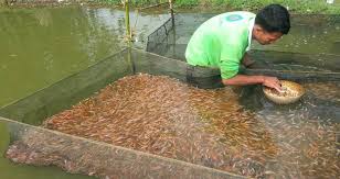 Pembenihan Ikan Nila Benihikannila Com
