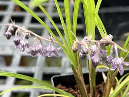 Image result for Ophiopogon