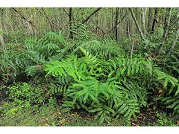 Image result for Acrostichum