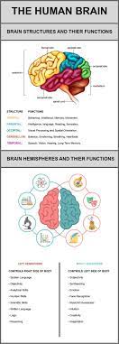 This Infographic Discusses Each Of The Following Structures Of The Brain And Their Functions Frontal Lobe Parietal Lob Brain Science Brain Anatomy Psychology