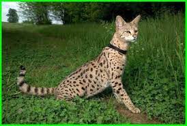 macam kucing savannah dan harganya f1 hingga f5 kucing munchkin piaraan serval