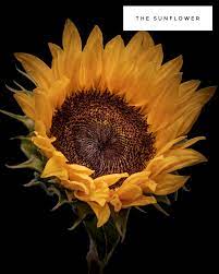 The Sunflower In 2020 Sunflower Flowers Flower Meanings