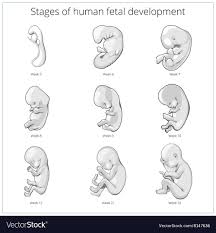 Diagram Of Human Fetus Catalogue Of Schemas