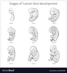 diagram of human fetus catalogue of schemas