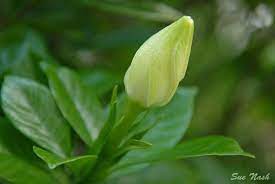 Gardenia Heavenly Raindrops Blossom Garden Gardenia Plant Gardenia