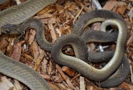 Image result for Dasylepis eggelingii