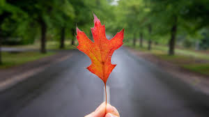 You will love all these fun, creative and easy science experiments for elementary age children Explainer Why Do Leave Change Colour And Fall In Autumn Kidsnews