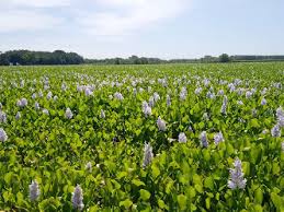 Image result for Pontederia