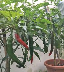 Antara penyakit utamanya adalah seperti penyakit layu bakteria kerinting daun yang disebabkan oleh virus tristeza (lihat foto sebelah).perkara merupakan satu dari masaalah dalam penanaman cili padi dan sentiasa menjadi 'ketakutan' kepada petani yang menanam cili padi. Belek Tanaman Waktu Malam