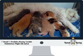 Check spelling or type a new query. Simak 5 Perilaku Kucing Setelah Melahirkan Wajib Diketahui