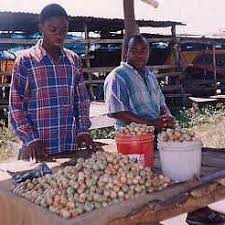 Image result for Vitex mombassae