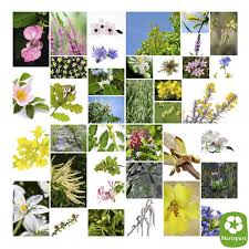 Hence, a wealth of information creates a poverty of attention. There Are 38 Bach Flower Essences For Balancing The Mind And Body