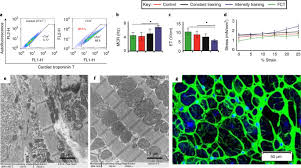 A long bone is a bone that is significantly longer than it is wide. Engineering Of Human Cardiac Muscle Electromechanically Matured To An Adult Like Phenotype Nature Protocols
