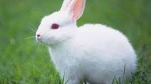 رؤيا الأرنب في المنام تشير إلى معاني رائعة تعرف عليها