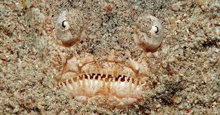 Image result for stargazer fish
