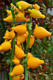 Image result for Solanum mammosum