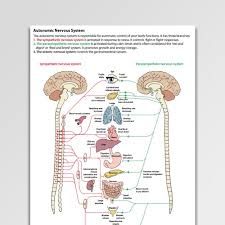 Sensory neurons (afferent fibres) and motor neurons (efferent fibres). Autonomic Nervous System Psychology Tools