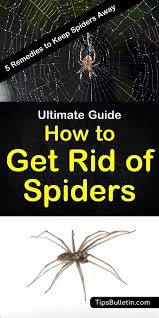 5 Simple Solutions To Get Rid Of Spiders Get Rid Of Spiders Keep Spiders Away How To Get Rid