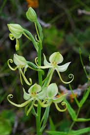 Image result for Habenaria adolphi