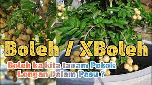 Gunakan pisau tajam untuk memotong bahagian bawah beg semaian untuk dipindahkan ke dalam. Rahsia Tanah Campuran Untuk Tanam Longan Dalam Pasu A Youtube