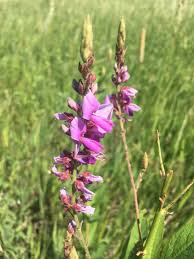 Image result for Desmodium