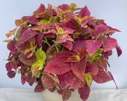 Image result for Coleus buchananii
