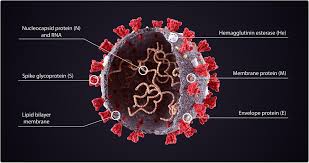 Mrna vaccines give that recipe to our immune system. Striking Difference Identified Between Mrna Vaccination Vs Sars Cov 2 Infection Immune Responses