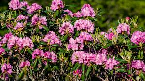 Image result for Rhododendron