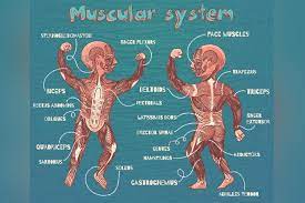 Want to learn more about it? 13 Muscle Facts For Kids Types Diagram And Parts