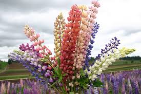 Robin2041 has uploaded 1296 photos to flickr. Silver Falls Seed Company Lupine Russell Mix