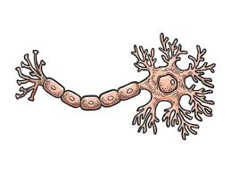 Neuron Cartoon Photos Royalty Free Images Graphics Vectors Videos Adobe Stock Interneurons (also called internuncial neurons, relay neurons, association neurons, connector neurons, intermediate neurons or local circuit neurons) are neurons that connect two brain regions, i.e. neuron cartoon photos royalty free