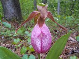The start of the flowering period outdoors and how long your plants are going to flower for depends highly on the strain that you have chosen to grow. List Of Flower Names P