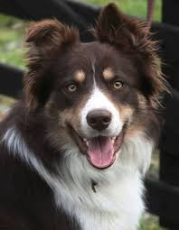 We believe that adoption is a lifetime commitment so we have a three week adjustment period. Colorado Border Collie