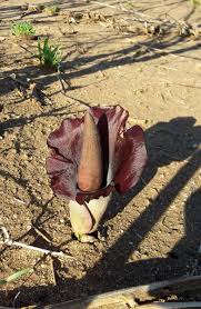 Image result for Amorphophallus abyssinicus
