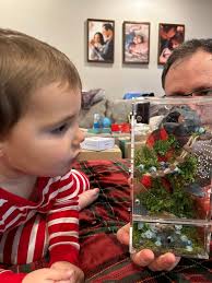 Coaxing a spider out of a Christmas tree enclosure