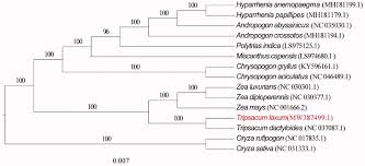 Image result for Hyparrhenia anemopaegma