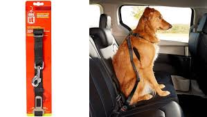 5 Items That Will Make Car Rides With Your Dog Better And Safer Dogtime