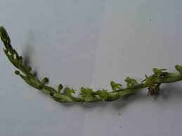 Image result for Habenaria peristyloides