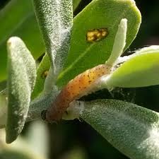 オリーブの害虫 ハマキムシ 南アルプスのオリーブ畑 ながら