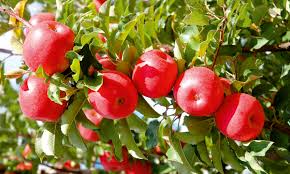Online shopping for fruit & fruit trees from a great selection at outdoor living store. Dwarf Fruit Trees Small Blessings Salife