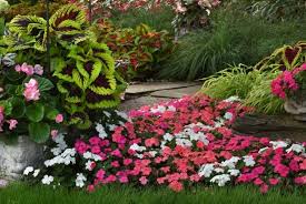 Image result for Impatiens kivuensis