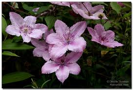 Check spelling or type a new query. Clematis Hagley Hybrid