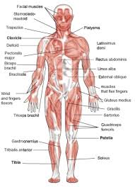 Muscles fibres, actin, and myosin. Image Result For Simple Muscle Diagram For Kids Muscle Diagram Human Muscle Anatomy Human Muscular System