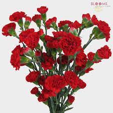 A tiny green collar cradles each one. Red Filler Flowers Bulk Pack Wholesale Blooms By The Box